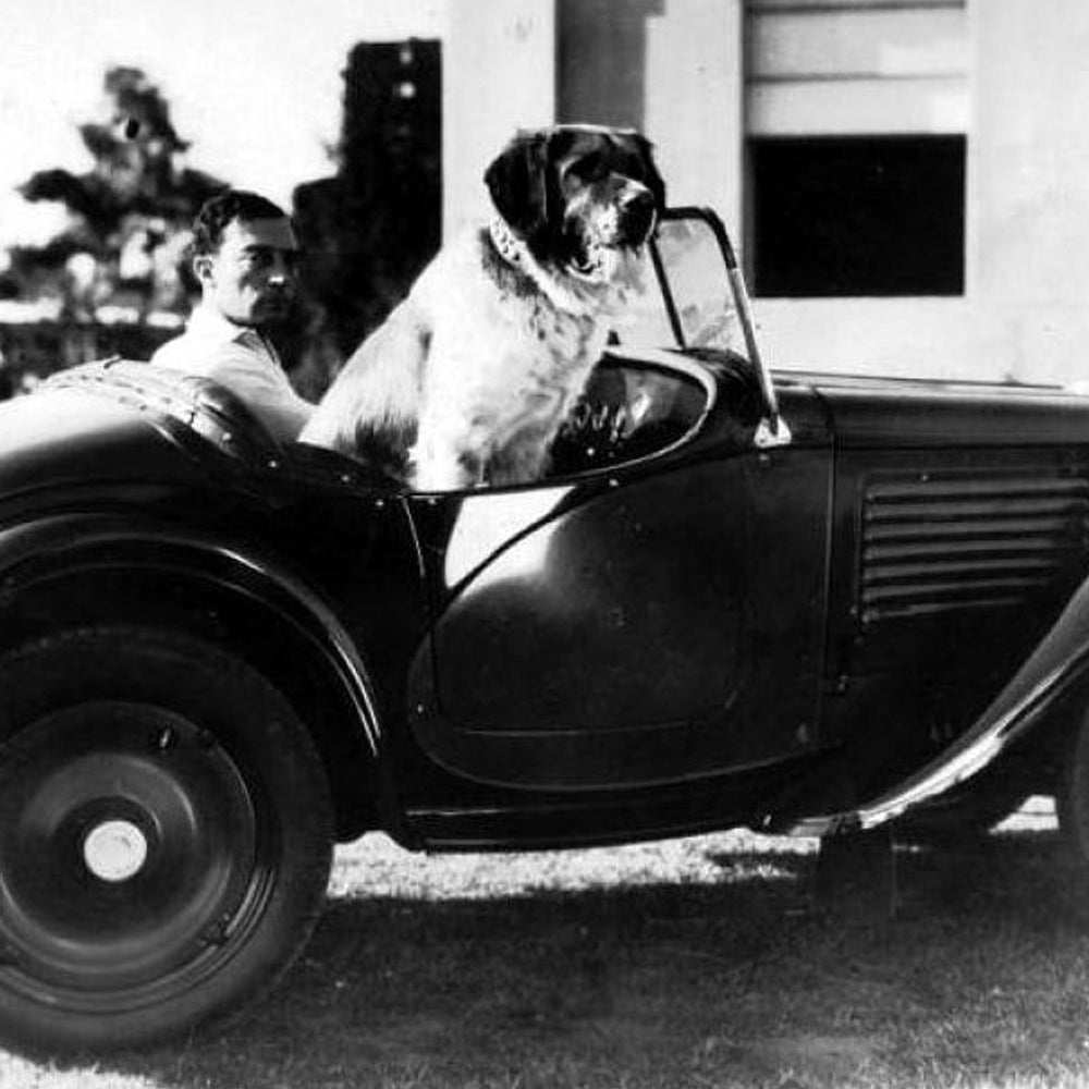 Does Your "Best Friend" Ride With You?