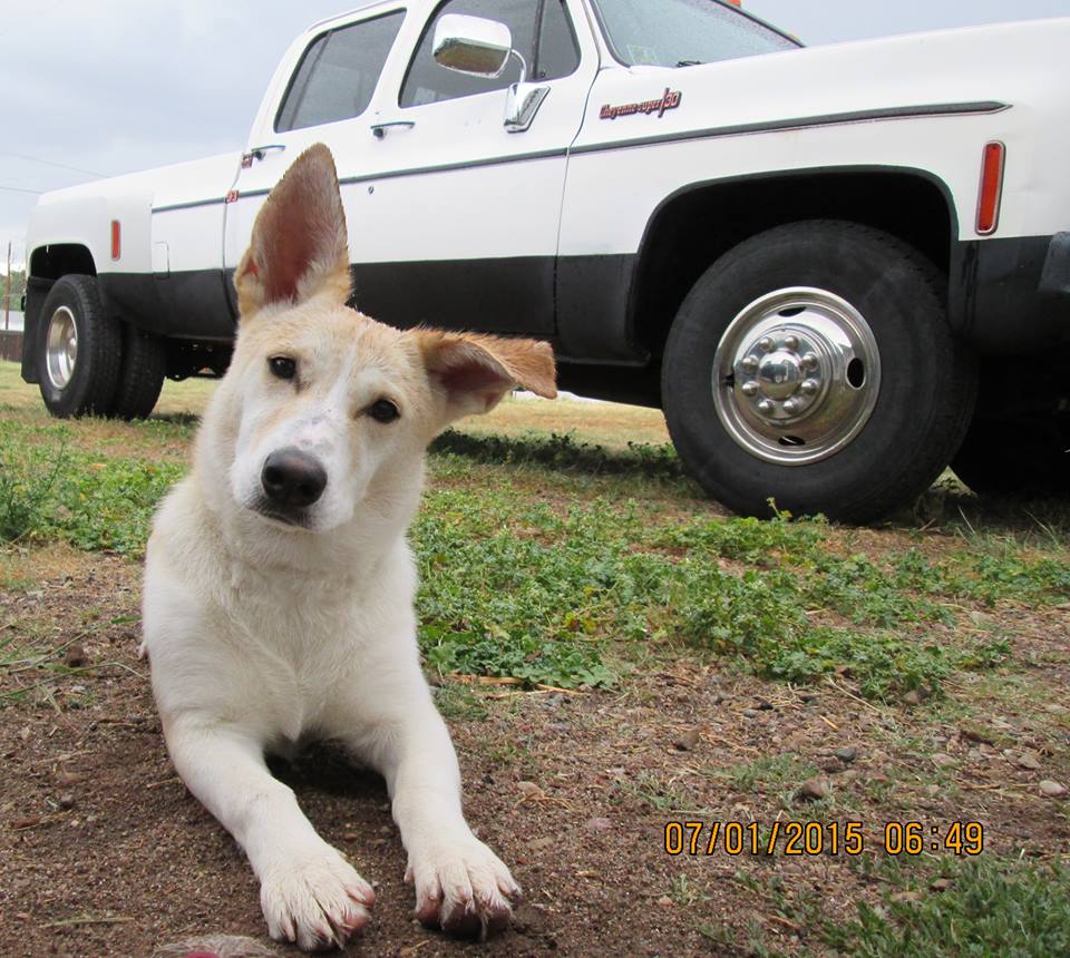 dog near a truck