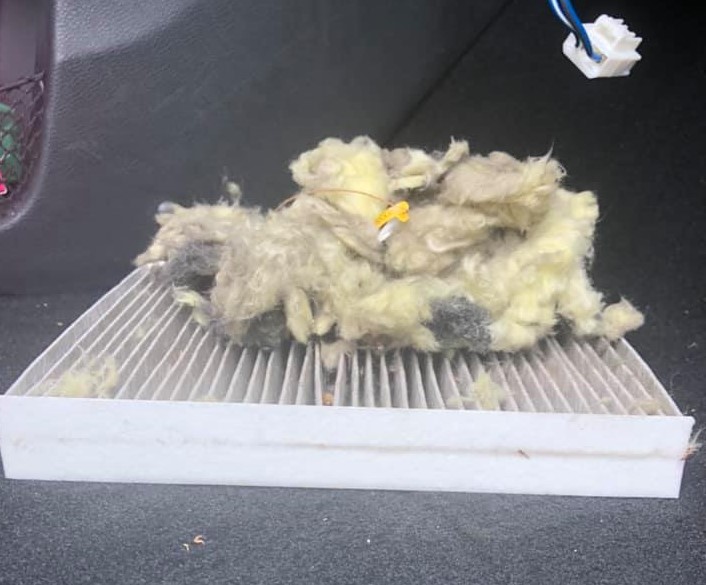 clump of insulation atop a clogged car cabin air filter